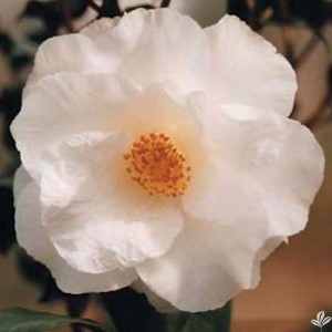 April Snow Camellia, Camellia x 'April Snow'